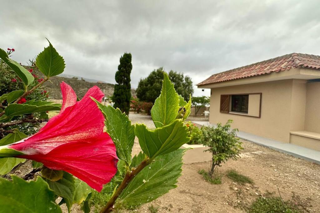 Peaceful Oasis With Magical Sea Views And A Pool Villa Santa Cruz de Tenerife Kültér fotó
